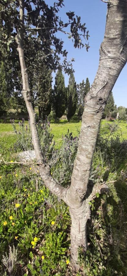 לינה וארוחת בוקר Telti Domo Mia מראה חיצוני תמונה